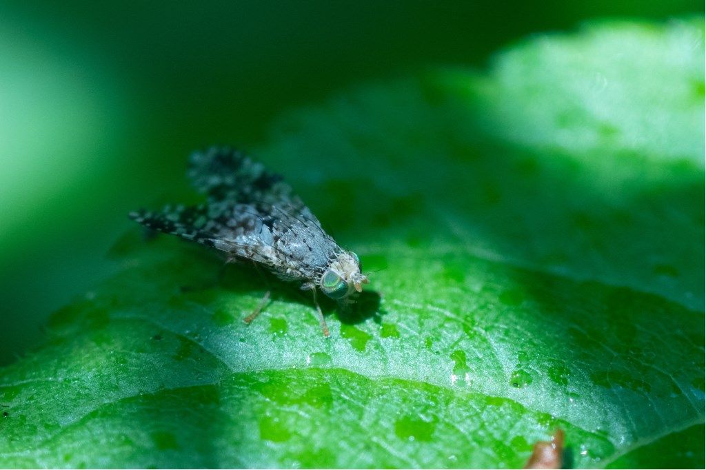 Platystoma sp. - Platystomide ?  No, Tephritidae: Tephritis sp.