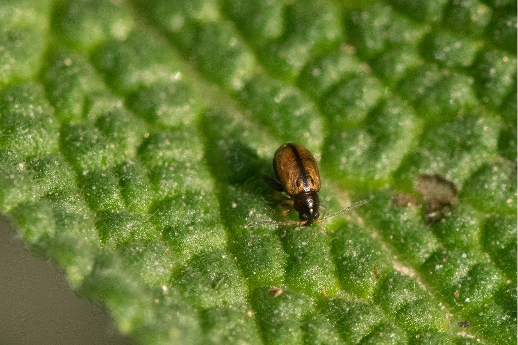 Chrysomelidae: cfr. Longitarsus sp.