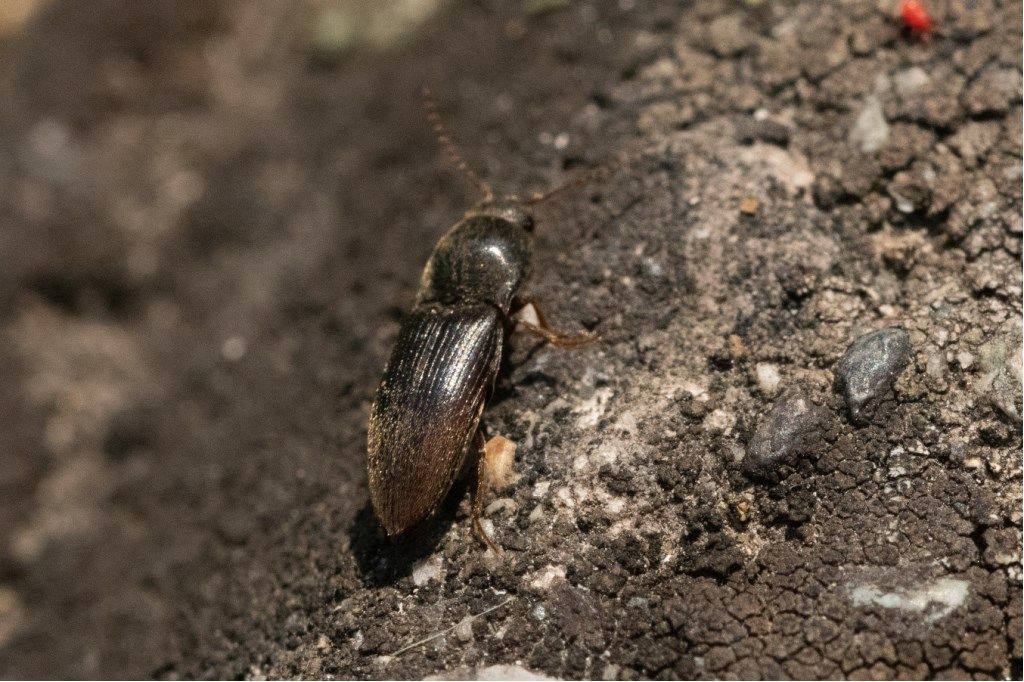 Elateridae: Cardiophorus sp. (cfr.)