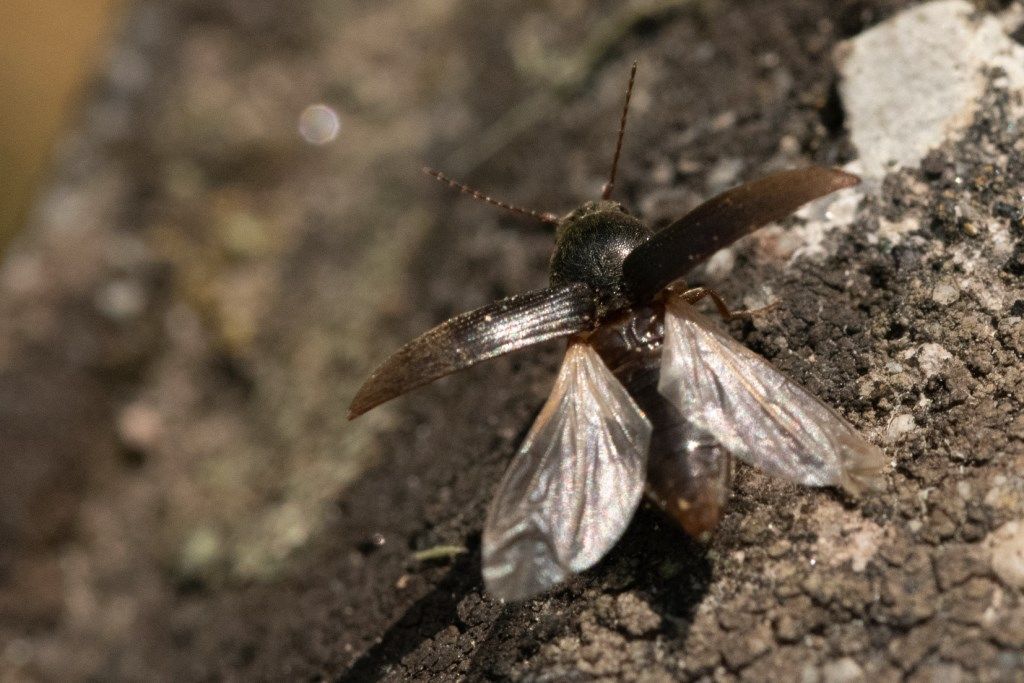 Elateridae: Cardiophorus sp. (cfr.)