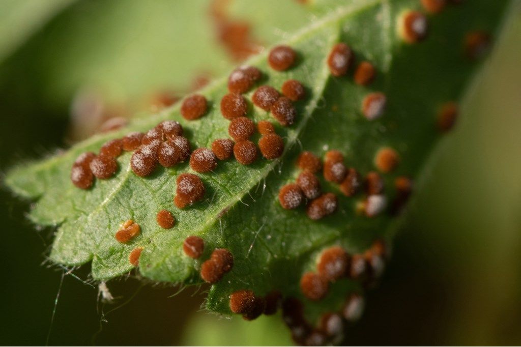 Insetti?  No, funghi: Puccinia malvacearum (Basidiomycota)