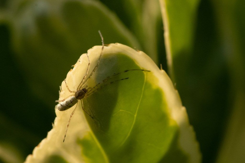 Tetragnatha sp. - Crema (CR)