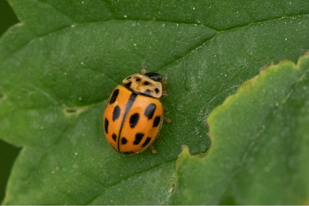 Coccinellidae Propylea quatuordecimpunctata? S.