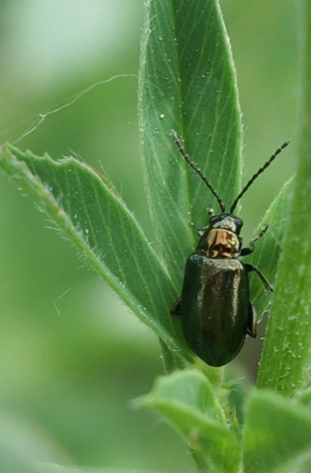 Chrysomelidae: Altica sp.