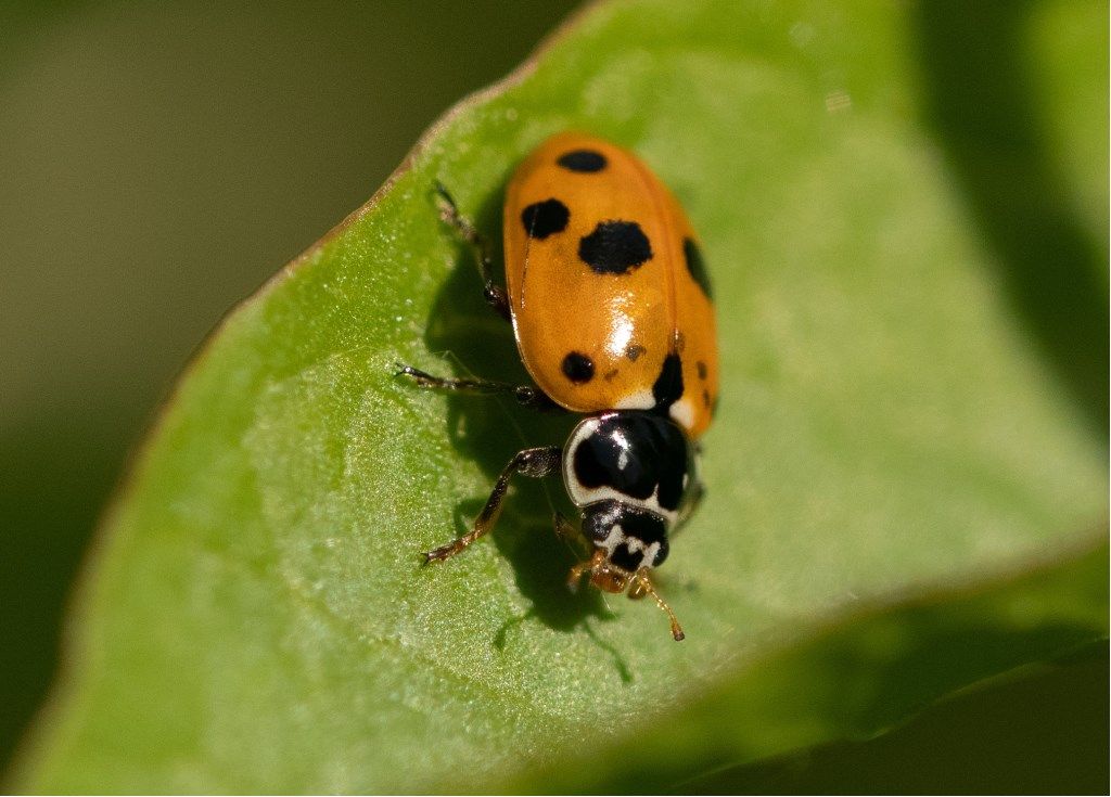 Coccinellidae: Hippodamia variegata? S.