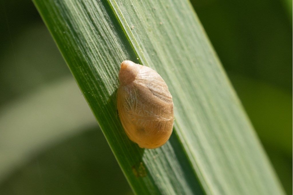 Succinea putris (giovane)