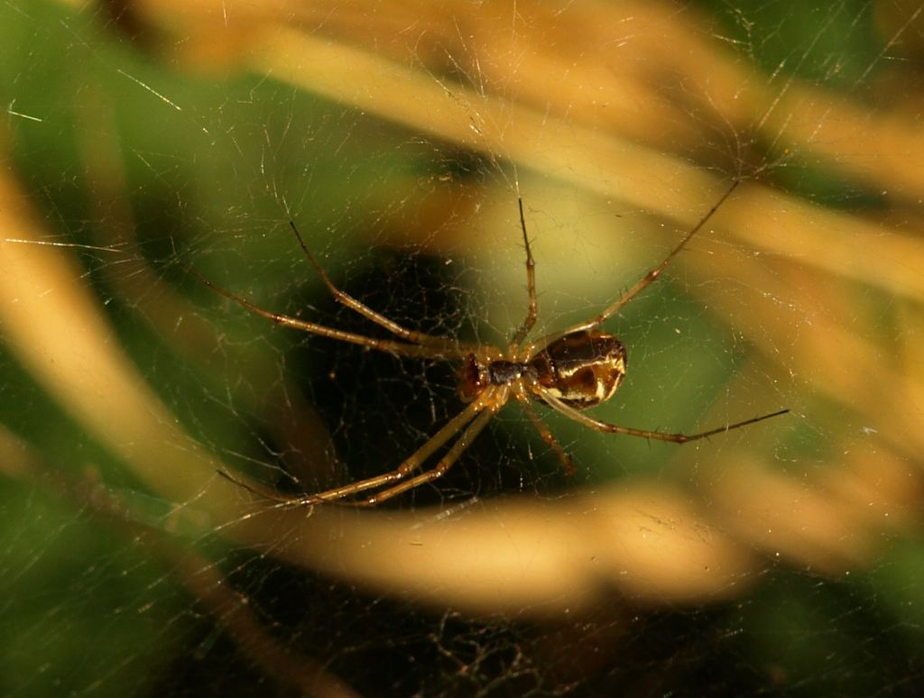 Linyphia sp. (cfr.) - prov. CR