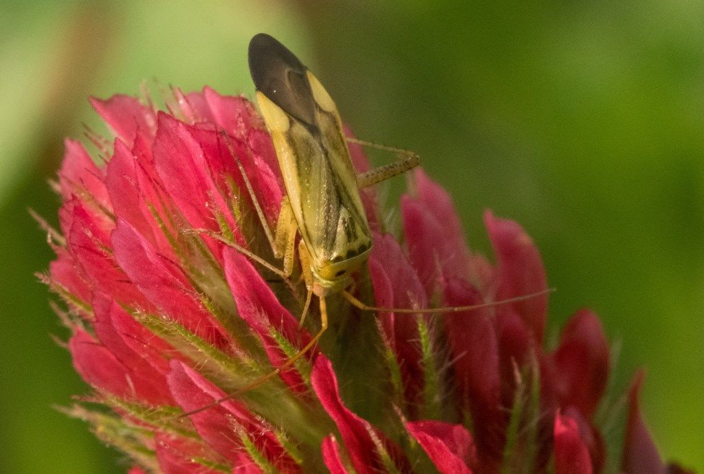 Miridae: Adelphocoris sp.