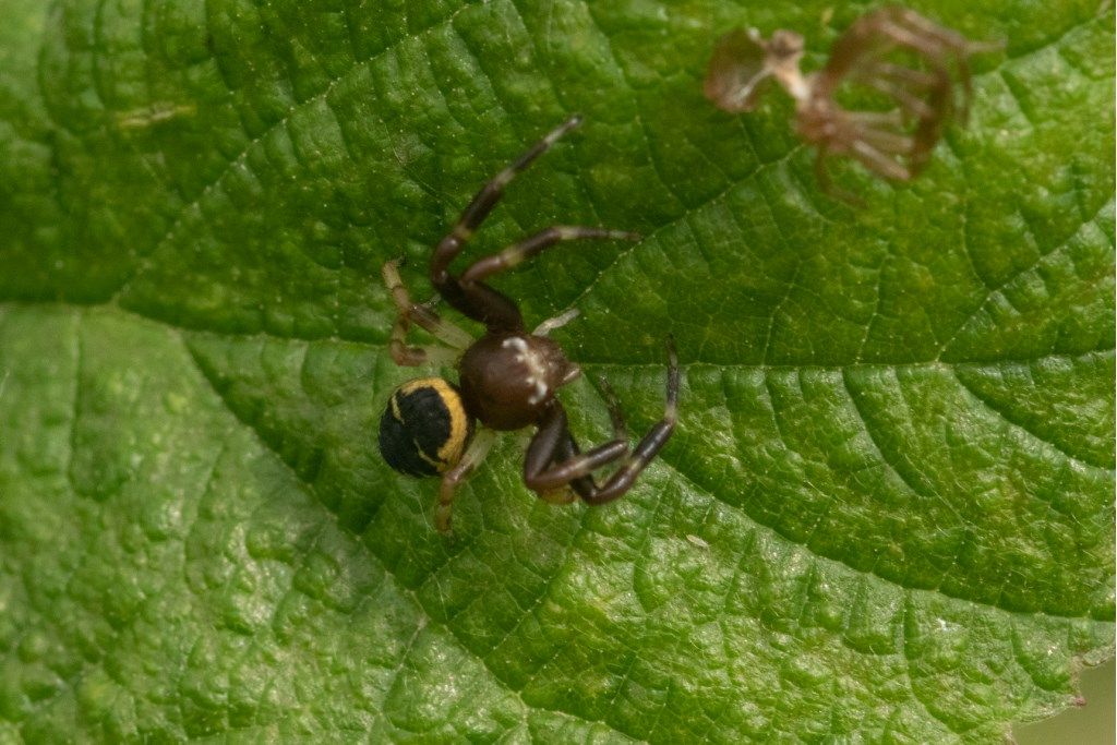 Synema globosum - prov. CR