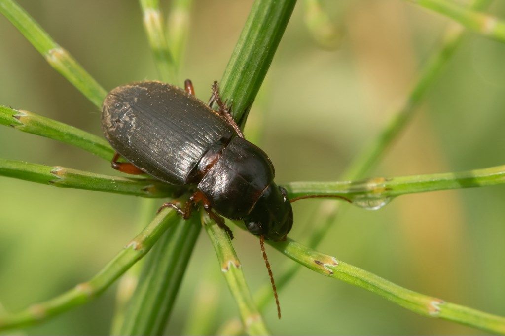 Carabidae: Ophonus sp.