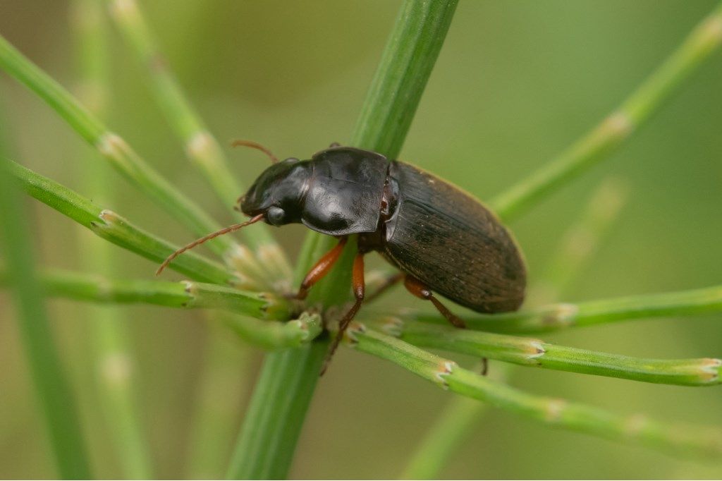 Carabidae: Ophonus sp.