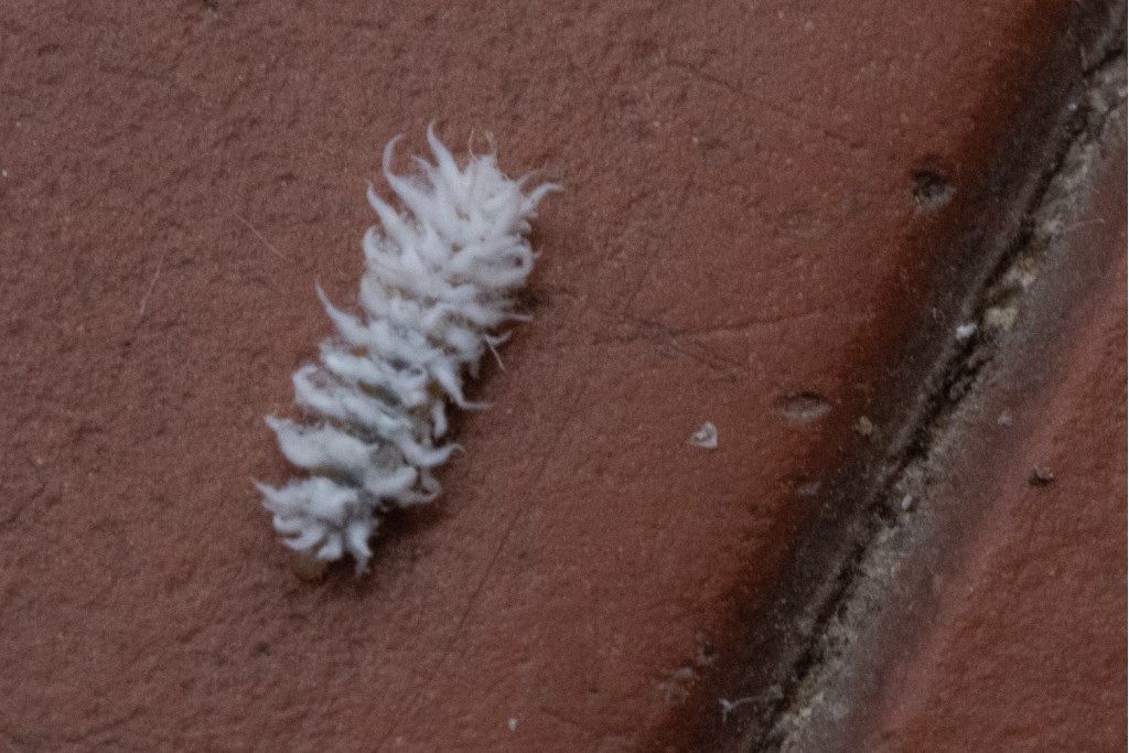 Larva di coccinellide trib Scymnini