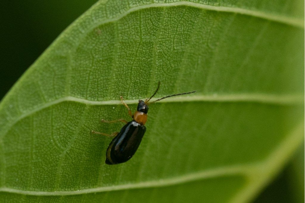 Chrysomelidae: Luperus sp.