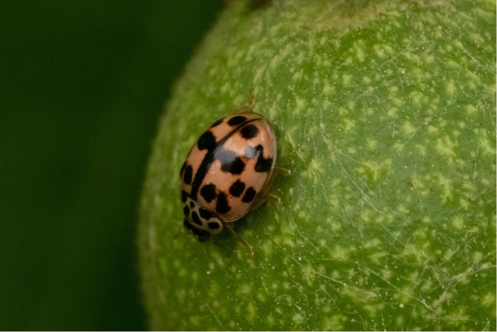 Coccinellidae: Oenopia conglobata.
