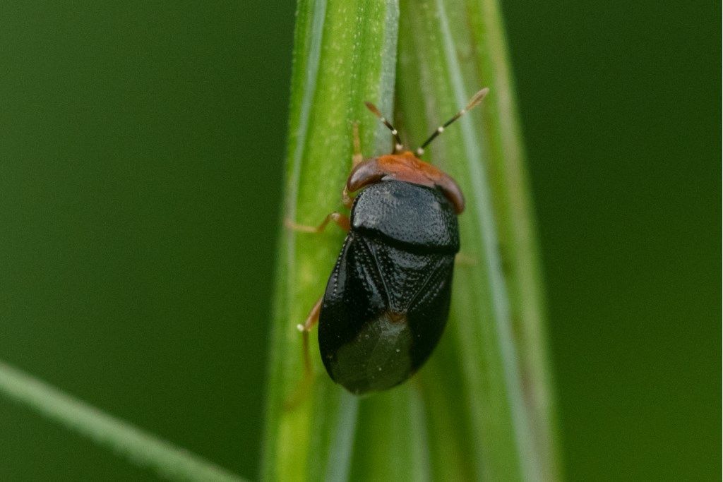 Lygaeidae: Geocoris erythrocephalus
