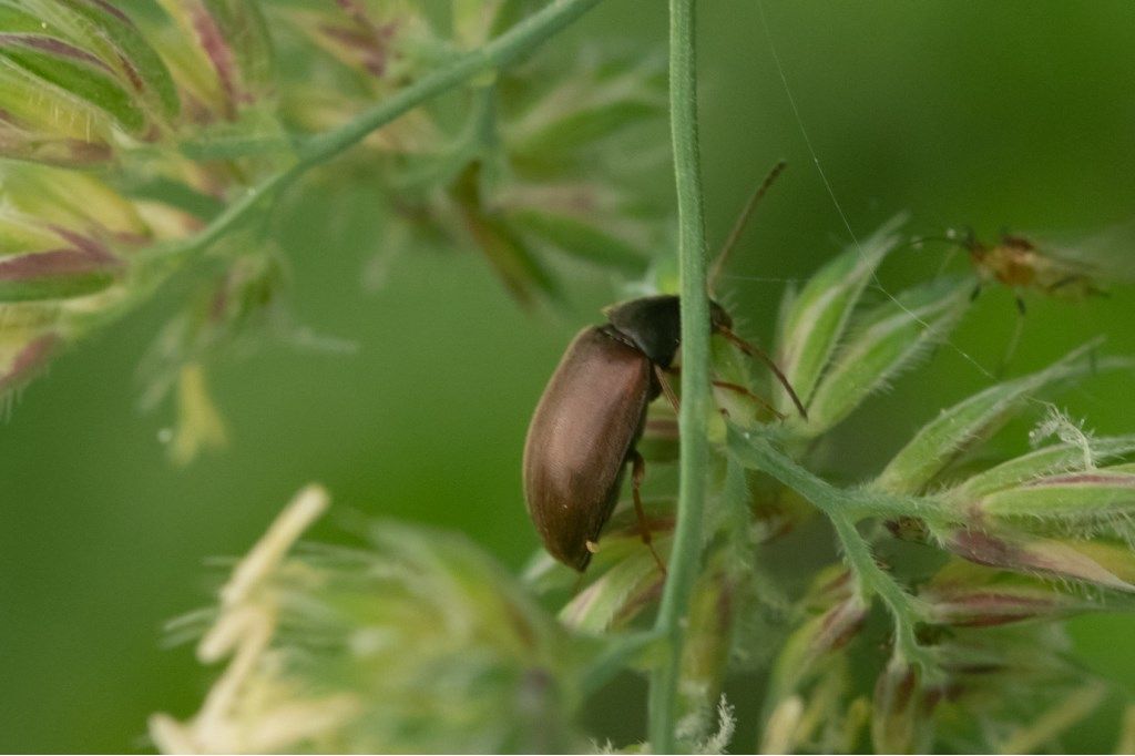 Tenebrionidae Alleculinae: Isomira sp.