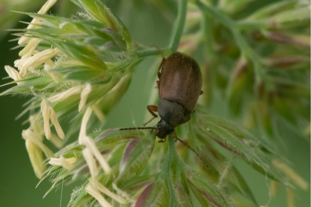 Tenebrionidae Alleculinae: Isomira sp.