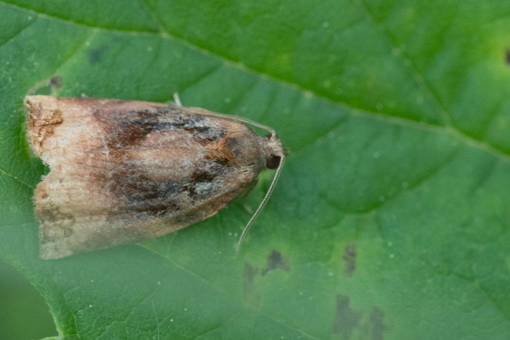 Tortricidae:  Archips podana, maschio