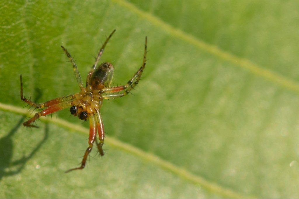 Araniella sp., maschio - prov. CR