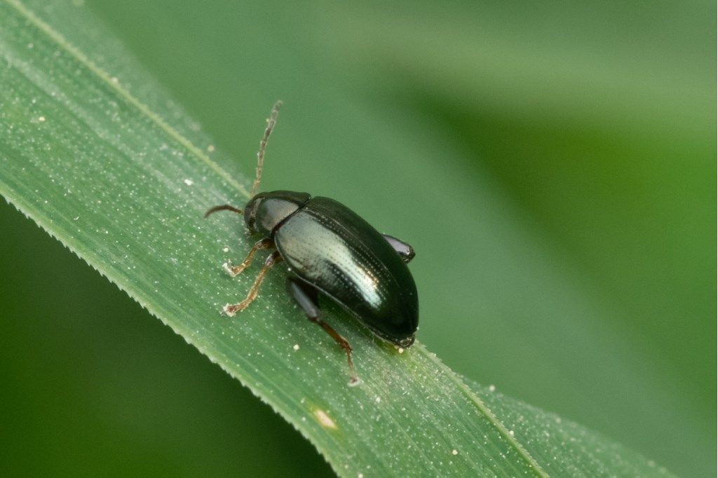 Chrysomelidae: Psylliodes sp.