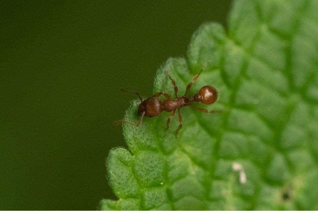 Formicidae: Myrmica sp.