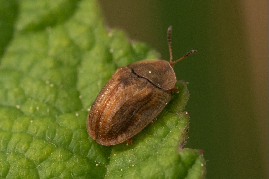 Chrysomelidae: Cassida nebulosa? No, Hypocassida sp.