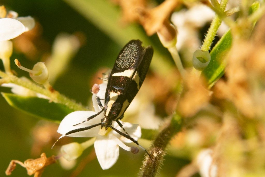 Farfallina da identificare: Dasycera oliviella - Oecophoridae