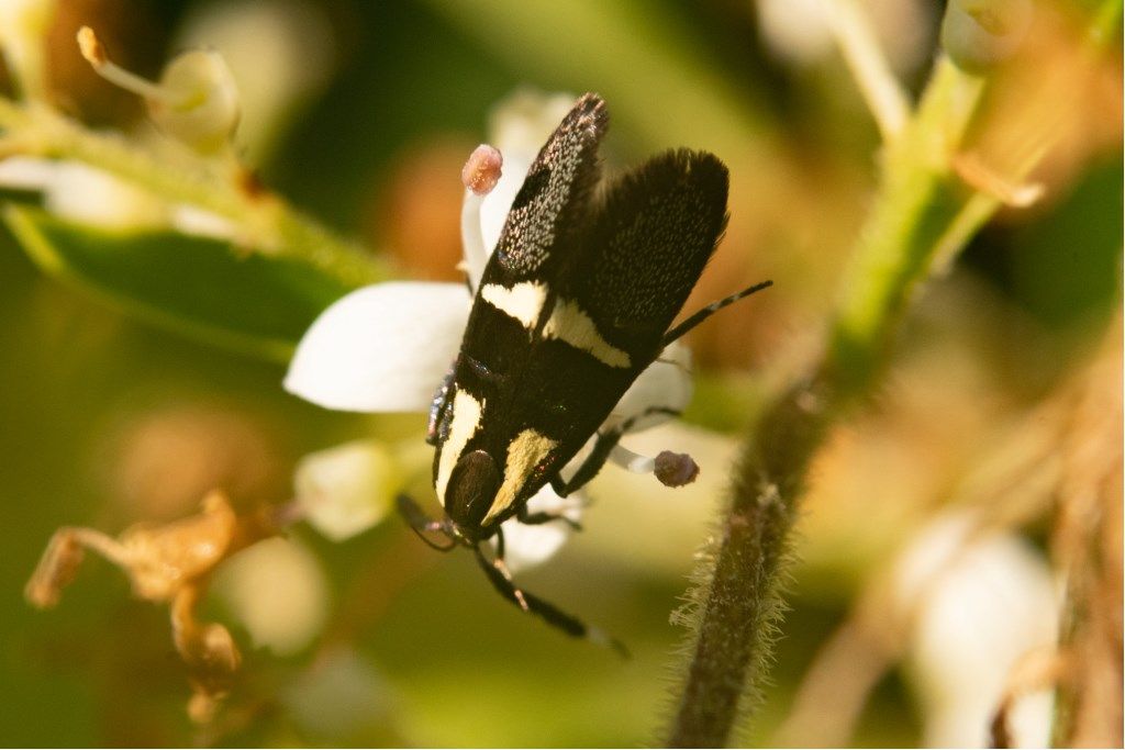 Farfallina da identificare: Dasycera oliviella - Oecophoridae