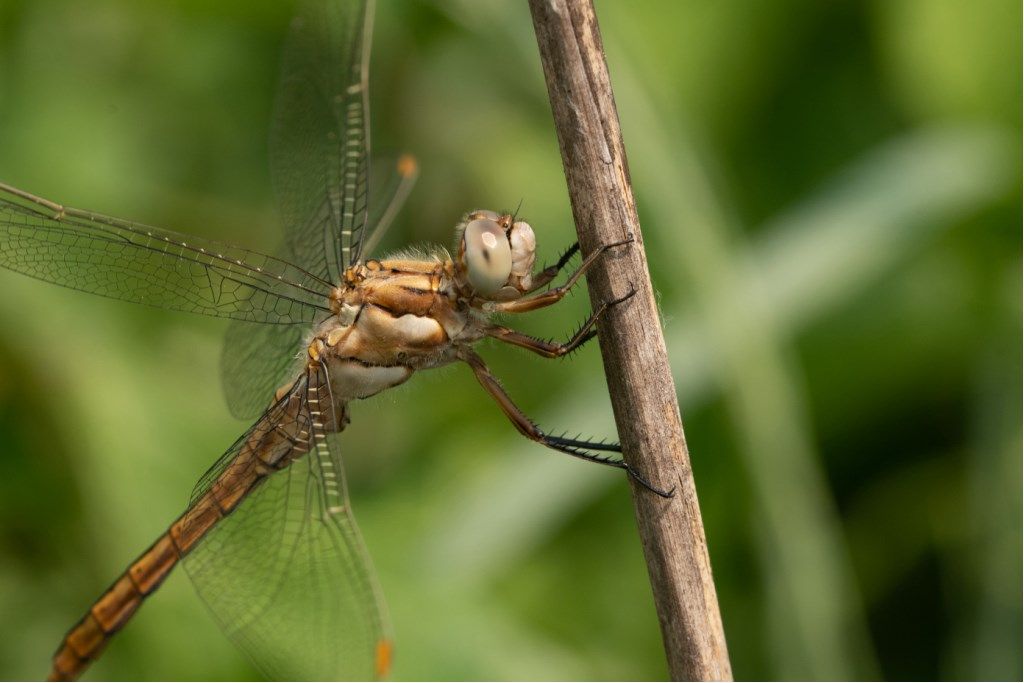 Libellula da determinare: Orthetrum brunneum