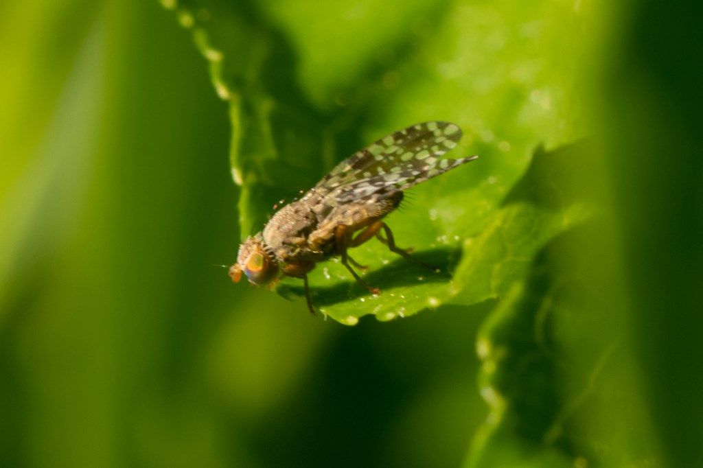 Tephritidae: Tephritis matricariae (cfr.)