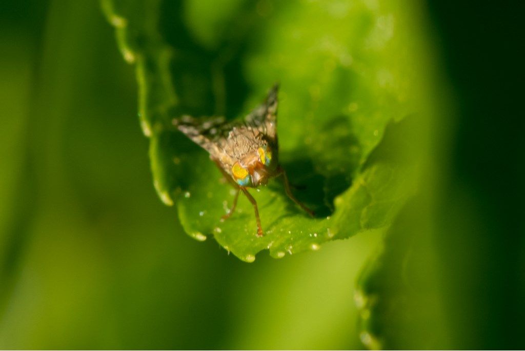 Tephritidae: Tephritis matricariae (cfr.)