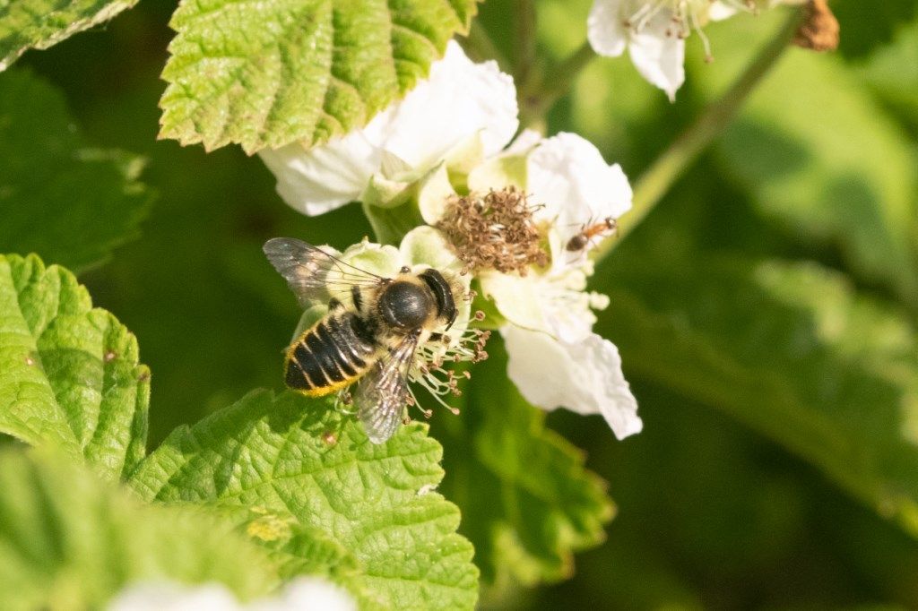 Megachile cfr. centuncularis