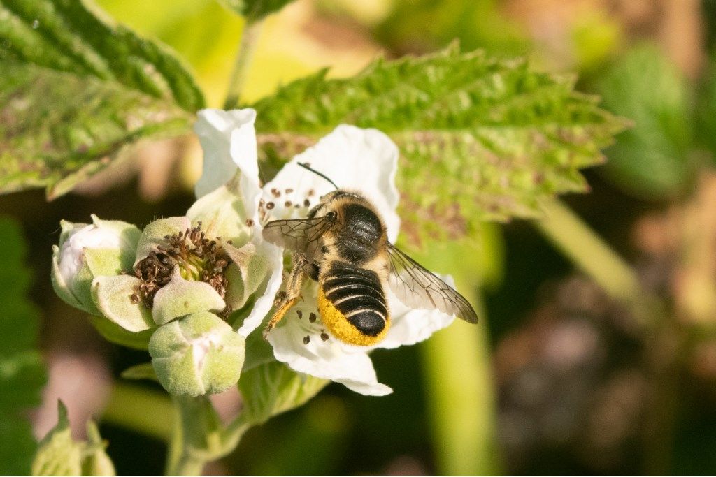 Megachile cfr. centuncularis