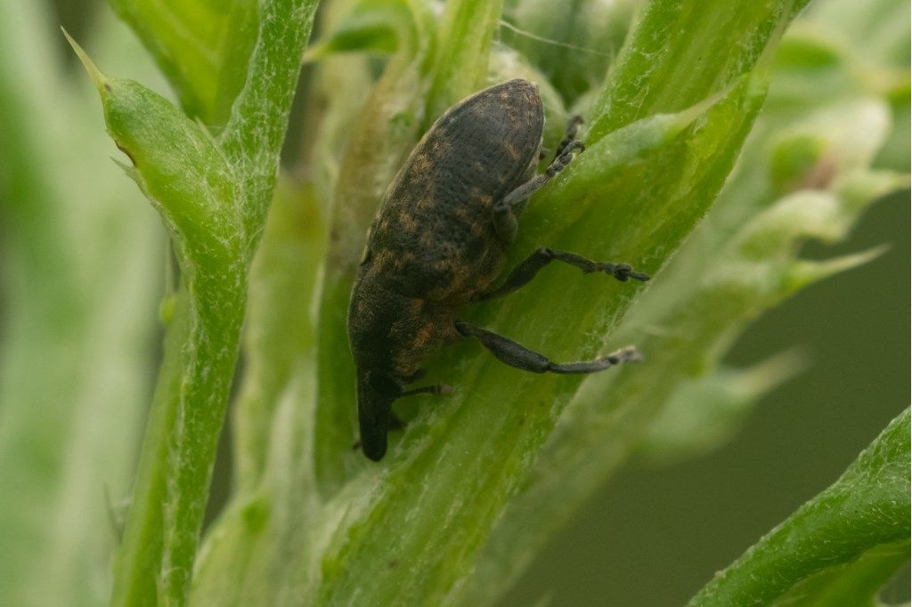 Curculionidae: Larinus sp.