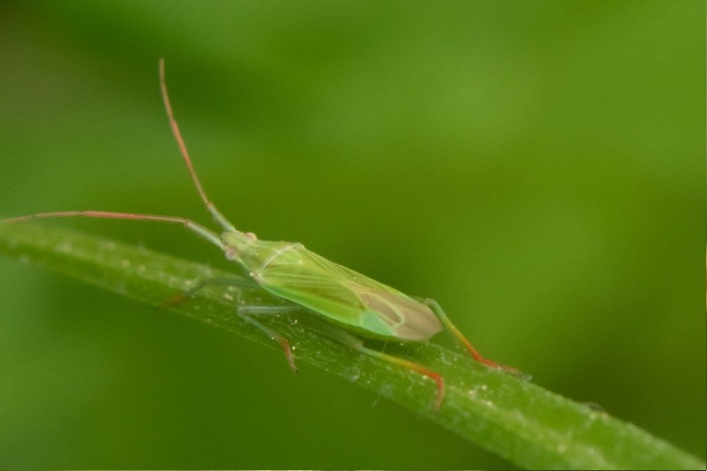 Miridae: Stenodema calcarata