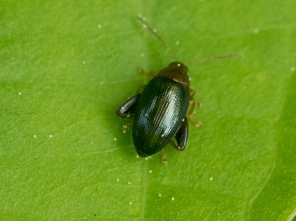 Chrysomelidae: Psylliodes sp. (cfr.)