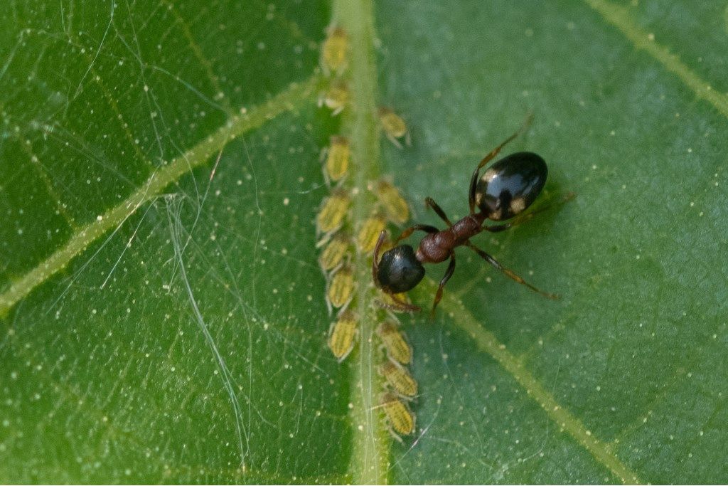 formica da determinare: Dolichoderus quadripunctatus