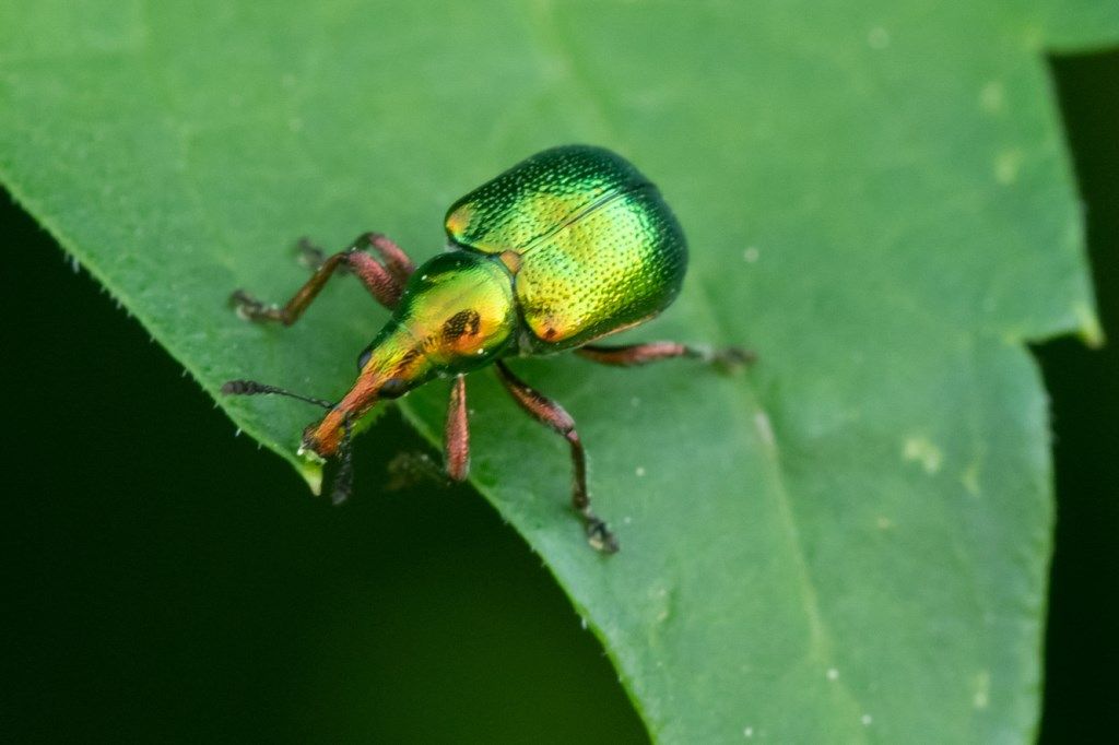 Rhynchitidae: Byctiscus betulae