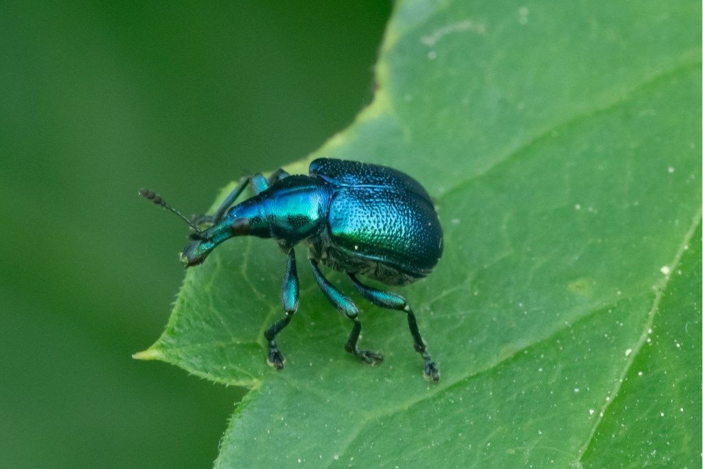 Rhynchitidae: Byctiscus betulae