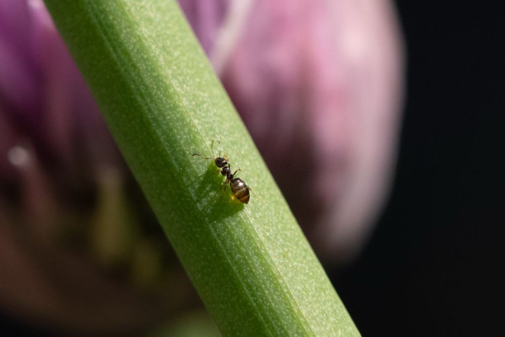 Piccolissima formica: Plagiolepis sp.