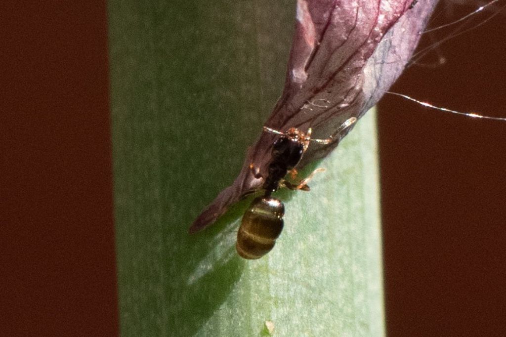Piccolissima formica: Plagiolepis sp.