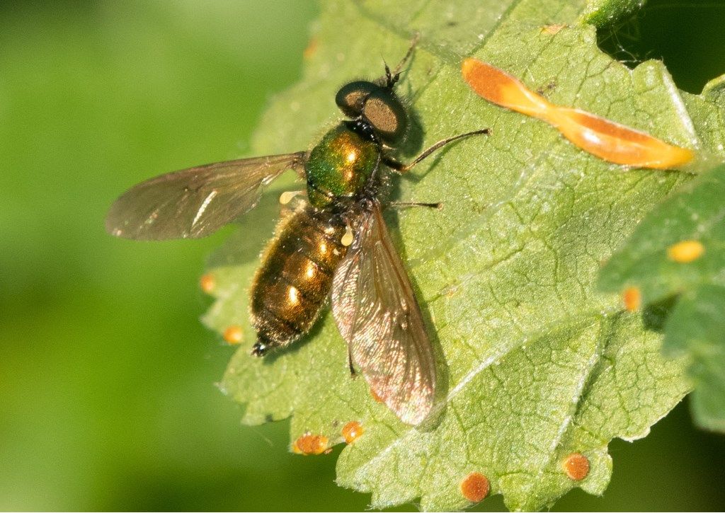 Diptero da determinare: Chloromyia formosa, maschio (Stratiomyidae)