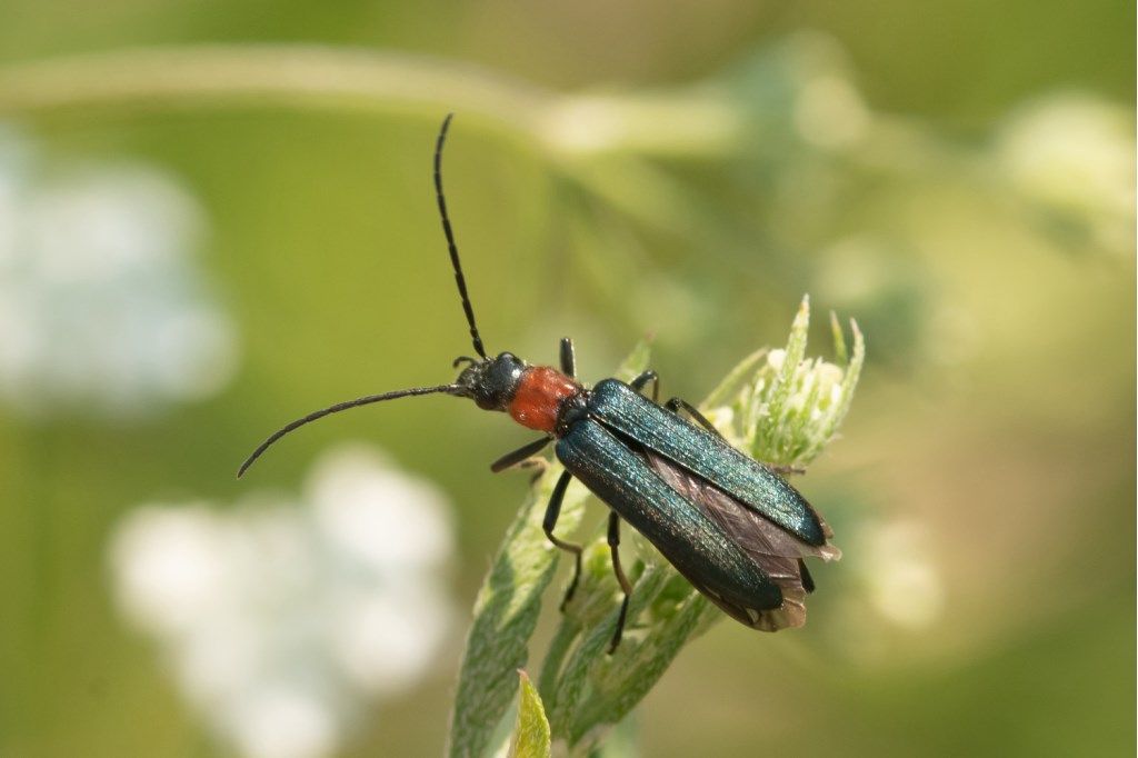 Anogcodes ruficollis, Oedemeridae