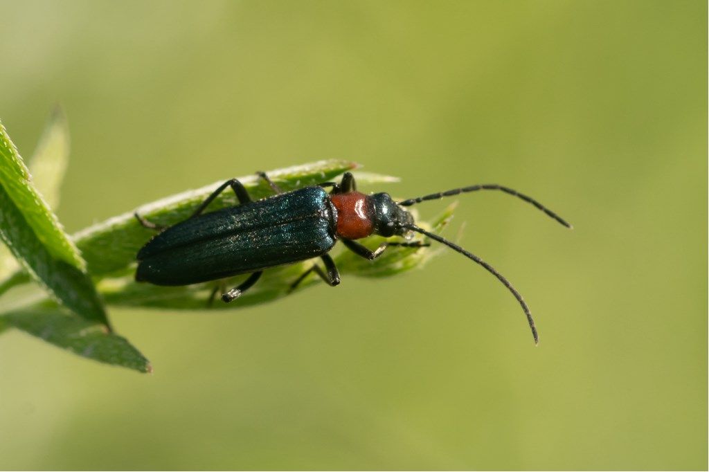 Anogcodes ruficollis, Oedemeridae