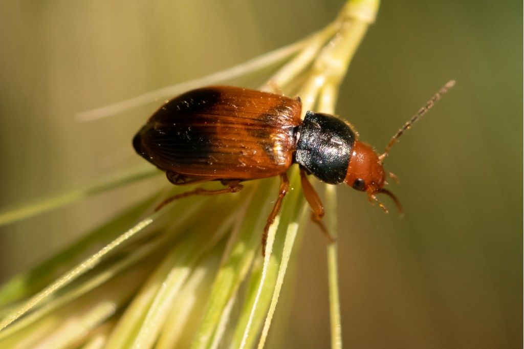 Diachromus germanus (Carabidae)