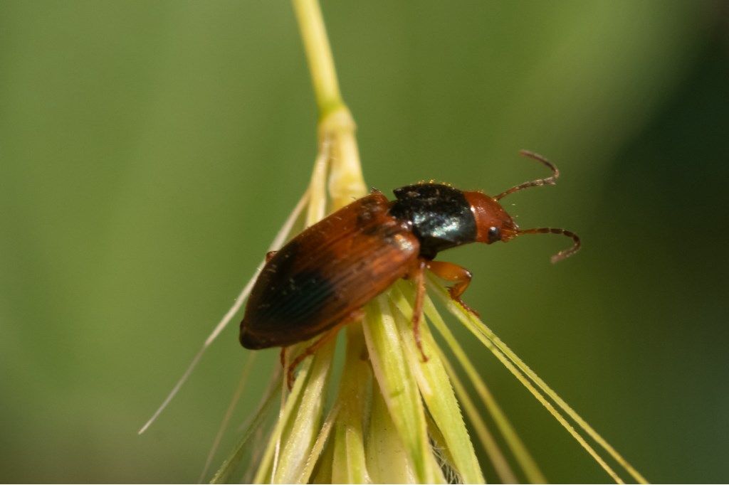 Diachromus germanus (Carabidae)