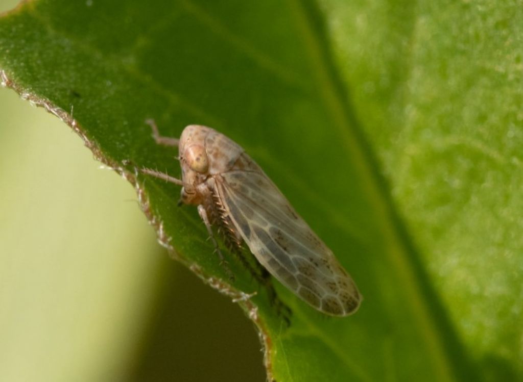 Cicadellidae da identificare