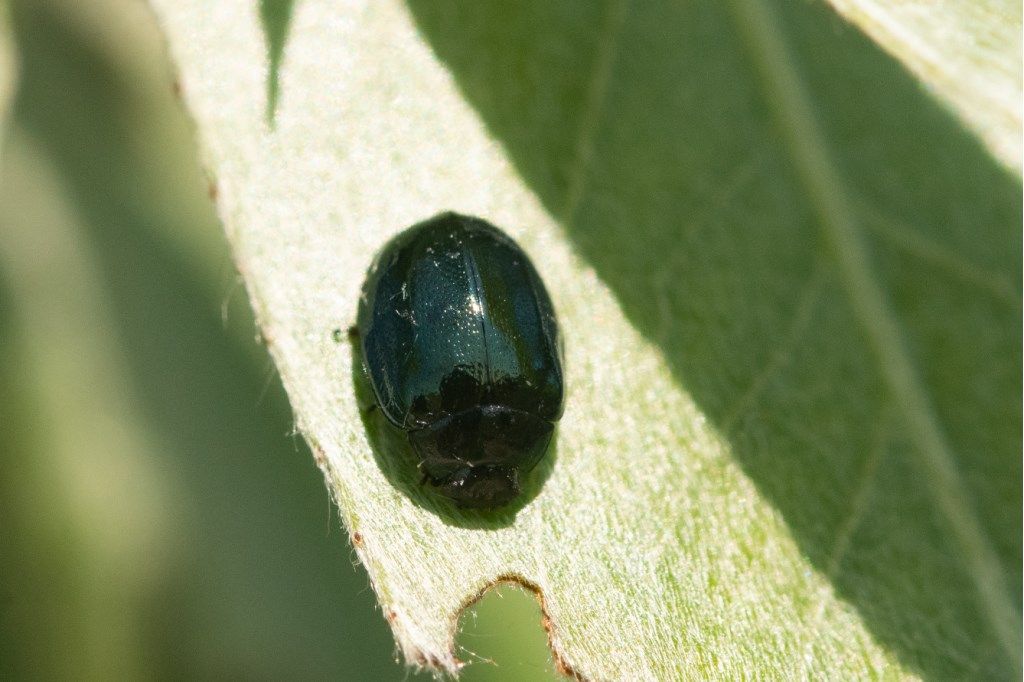 Chrysomelidae: Plagiodera versicolora