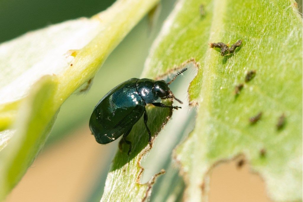 Chrysomelidae: Plagiodera versicolora