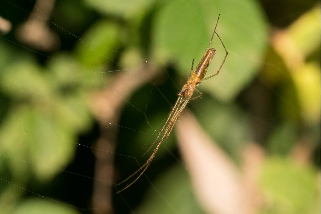 Tetragnatha sp. - campagna cremasca (CR)